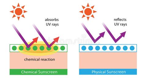 Diagram Of Chemical Sunscreen And Physical Sunscreen Stock Illustration