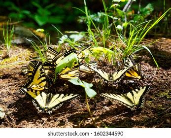 Tiger Swallowtail Butterflies Mating Canadian Forest Foto Stock