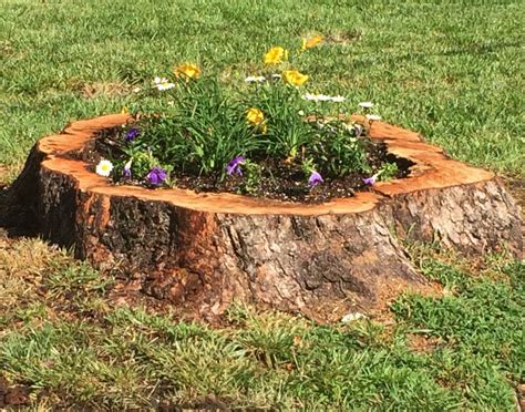 Tree Stump Planter For A Natural Garden Look