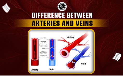 Difference Between Arteries And Veins Types Similarities