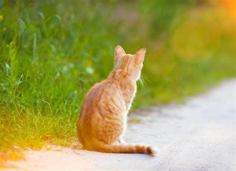 Neck And Back Pain In Cats Petmd