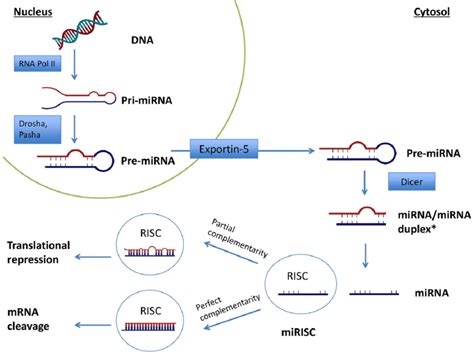 Überwachung Händler Furchtlos Mirna Mechanism Of Action Außenborder