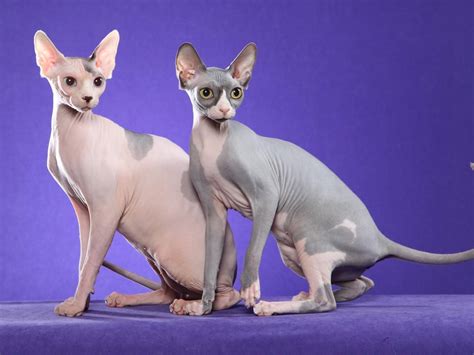 Sphynx cats are not completely bald—most have a coating of fine, suedelike fuzz on their bodies and often a little thin hair on their heads, tails, and paws. 8 Different Sphynx Cat Colors (With Pictures) - ExcitedCats