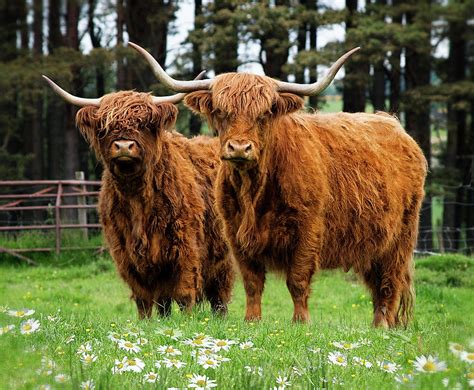 Scottish Highland Cows Photograph By Daniel Hagerman