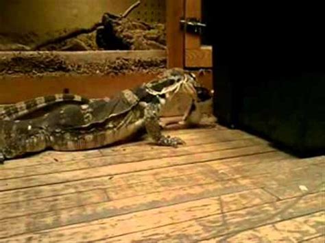 Adult Female Asian Water Monitor Eating Youtube