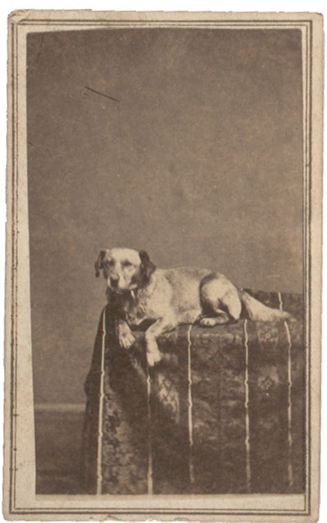 Lincolns Favorite Dog Fido Gilder Lehrman Institute Of American History