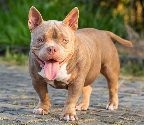 12 Things You Should Know About Mini Pit Bulls Ned Hardy