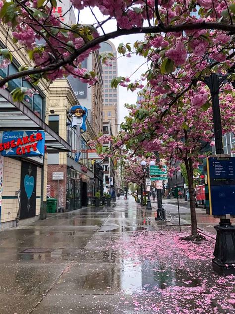 Best Cherry Blossom Locations In Seattle And Beyond Wandering Backpack