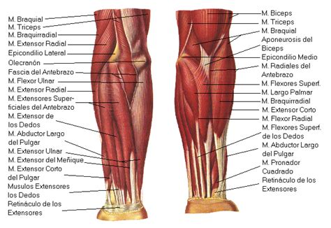 Músculos De Los Miembros Superiores