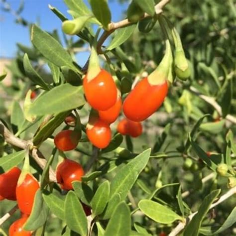 Goji Berry Plants For Sale Double A Vineyards