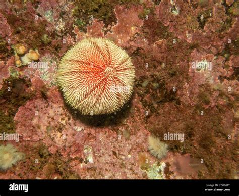 A Picture Of An European Edible Sea Urchin Or Common Sea Urchin