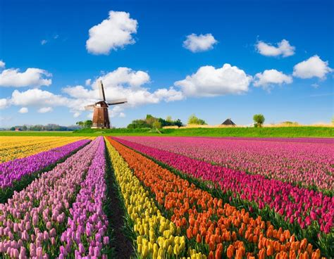 Photos Of Places That Dont Look Real Travel Trivia Tulip Fields