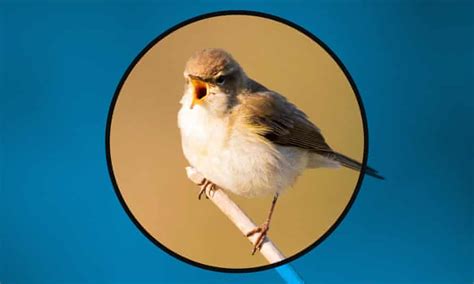 Home Birds How To Spot 20 Of The Most Common Species From Your Window