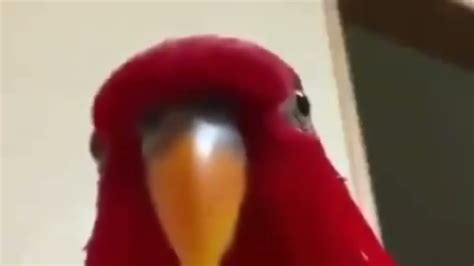 Red Bird Meme Funny Youtube