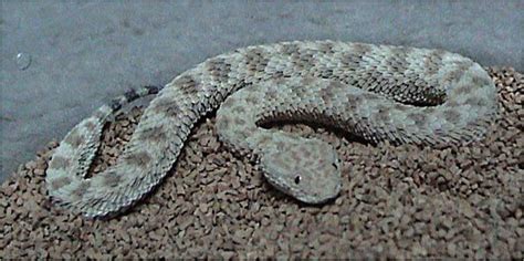 Common Sand Viper Snake