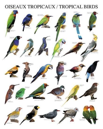 Tropical Birds Posters At