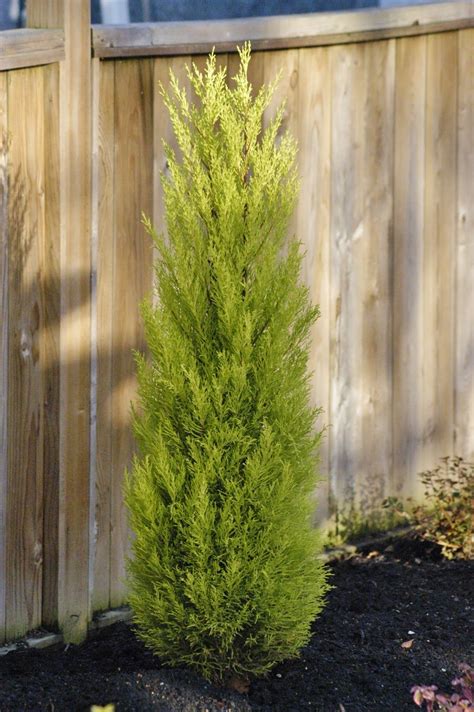 This Dwarf Evergreen Has A Tight Columnar Shrub Like Habit With