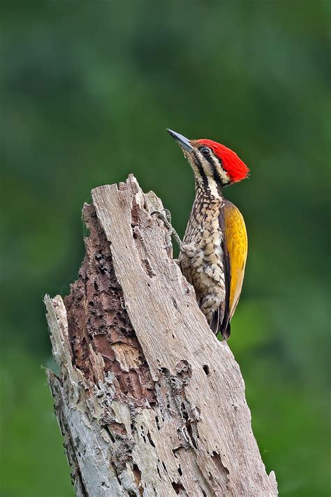 Common Flameback Woodpecker Nesting Behaviour