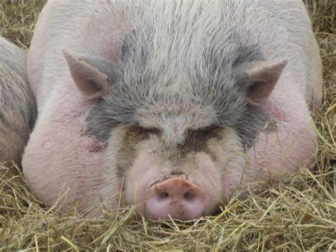 Как правильно содержать свиней в домашних условиях Секреты разведения