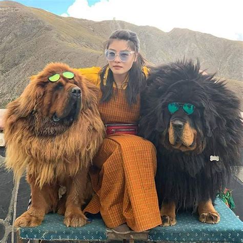 Tibetan Mastiff In 2020 Tibetan Mastiff Cute Animals Mastiffs