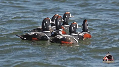 Harlequin Duck Old Squaw Long Tailed Ducks Youtube