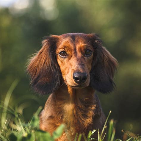 Royalty Free Long Haired Dachshund Pictures Images And Stock Photos