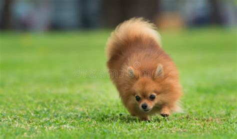 A Beautiful Female Pomeranian Dog Stock Image Image Of Life Animal