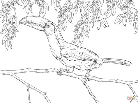 Toucan is a free chrome extension that helps you learn a language without even trying. Realistic Keel Billed Toucan coloring page | Free ...