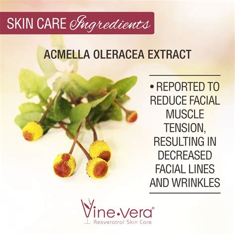 Vine Vera Resveratrol Skin Care Product Reviews Vine Vera Resveratrol