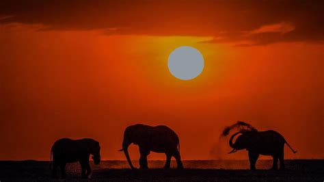 Sunset At Kenya Photograph By Zhanhai Zhang Fine Art America