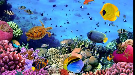 Marine Aquarium Screensaver Free Download Liftulsd