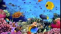 Marine aquarium screensaver free download - liftulsd