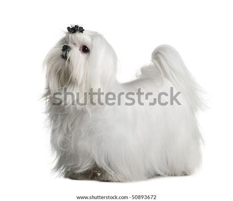 Maltese Dog 1 Year Old Standing Stock Photo Edit Now 50893672