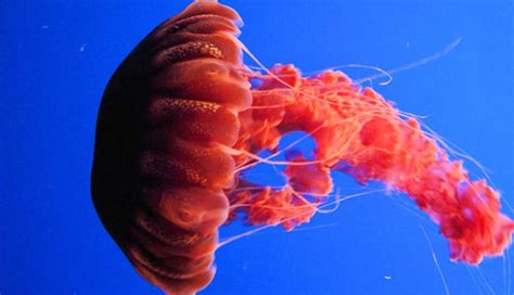 7 Most Deadliest Most Poisonous Jellyfish In The World