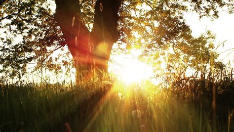 Sunlight Through Tree In Morningsun Beams Through Tree