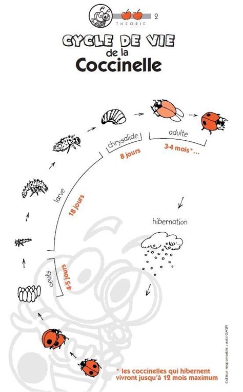 Cycle De Vie Coccinelle Ce1