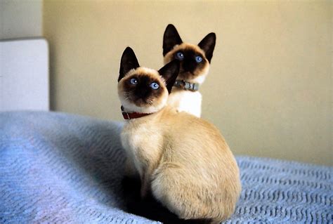 1968 February Ming And Thai Seal Point Siamese Cats Flickr