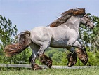 Stunning feathers 😍 Photo b | Beautiful horses, Draft horses, Horses