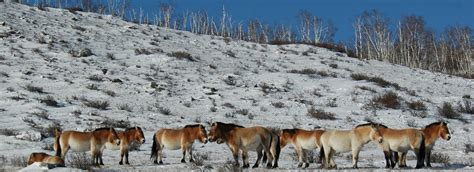 Winter Tour In Hustai National Park Mongolian Wild Horse Takhi