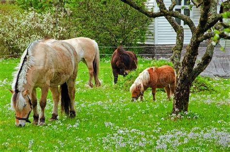 Pferde Und Ponys In Einem Garten Stock Bild Colourbox