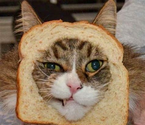Can Cats Have Bread Cat Meme Stock Pictures And Photos