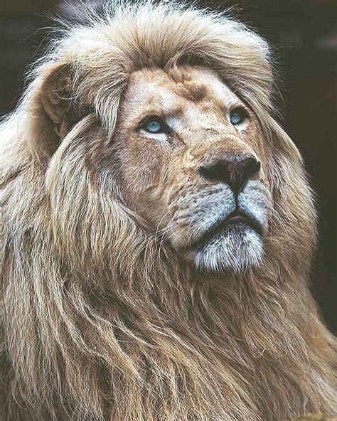 Lioncutelove On Instagram Rate This 1 10 🦁💗 👉follow Lionsspot
