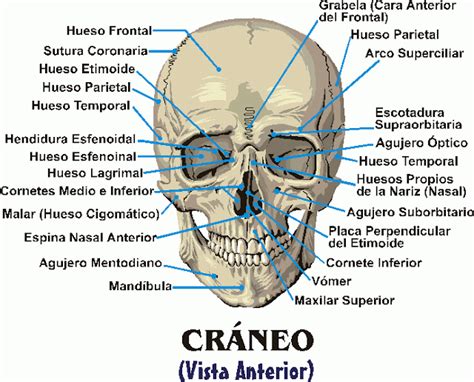Salud Siglo Xxi Agujeros Hueso Parietal Hueso Temporal Anatomía