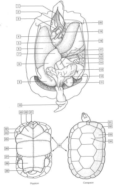Anatomy Of A Tortoise Diagram Quizlet