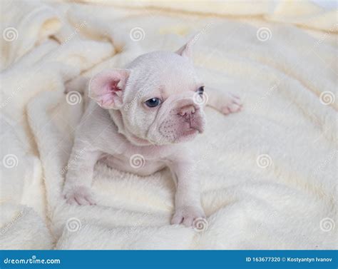 4 Weeks Puppy French Bulldog Stock Photo Image Of Ratters White