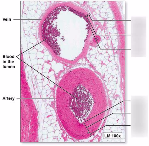 Vein And Artery Histology Diagram Quizlet