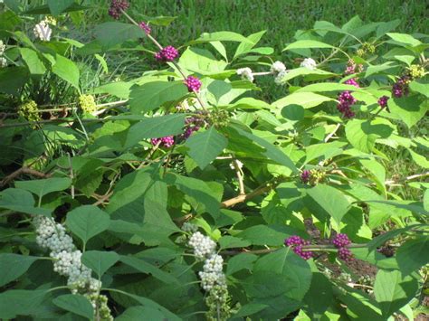 Plantfiles Pictures Callicarpa Species Beauty Berry White American