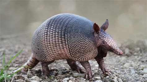 Man Tries To Shoot Armadillo But Shoots Himself Instead