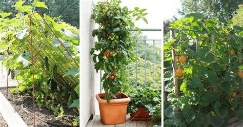 Easy To Grow Climbing Vegetables Make A Vertical Garden