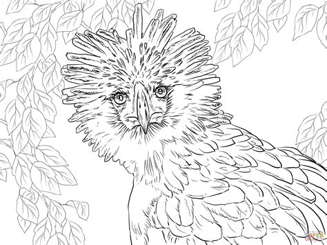 Endangered Species Coloring Pages At Free Printable
